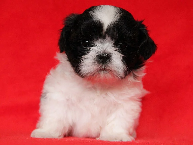 Shih-tzu, ši-tzu štěňátka s PP