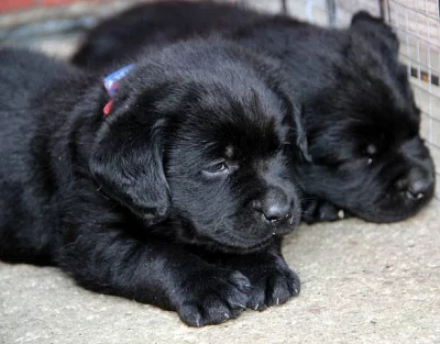 Labrador retriever - štěňátka