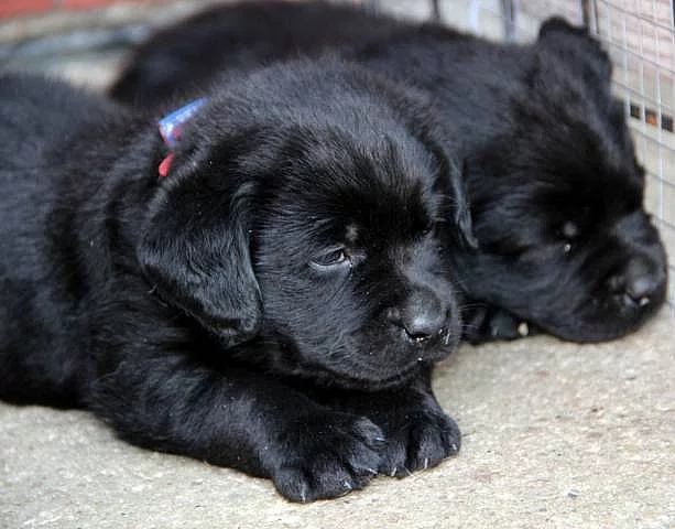 Labrador retriever - štěňátka