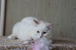 koťata Ragdoll s PP