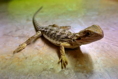 Agama vousatá (Pogona vitticeps) - mláďata