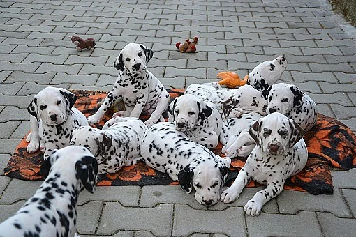 Dalmatin, prodám štěně dalmatina.