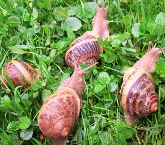 Prodej šnek kaviárový Helix Aspersa Maxima