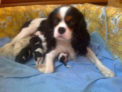 Zadám štěňata Kavalier King Charles spaniel