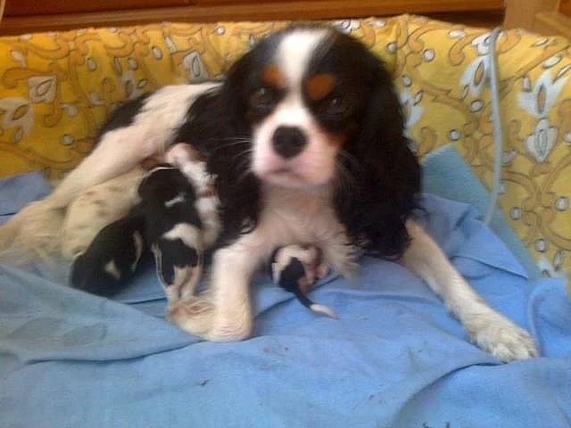 Zadám štěňata Kavalier King Charles spaniel