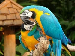 krásné papoušek papoušci s papíry