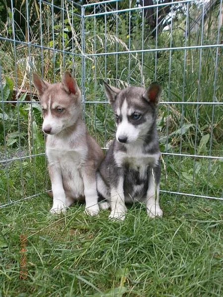 Sibiřský husky bez PP