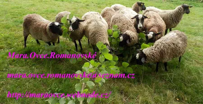 Ovce Romanovské