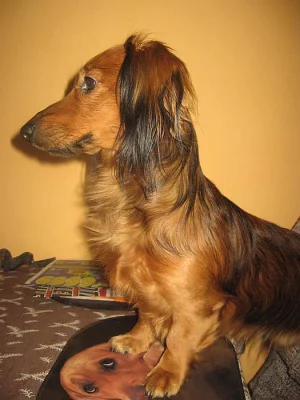 jezevčík dlouhosrstý standard červený