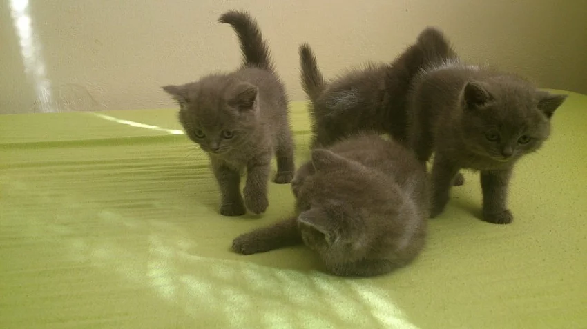 Prodám britská kotata