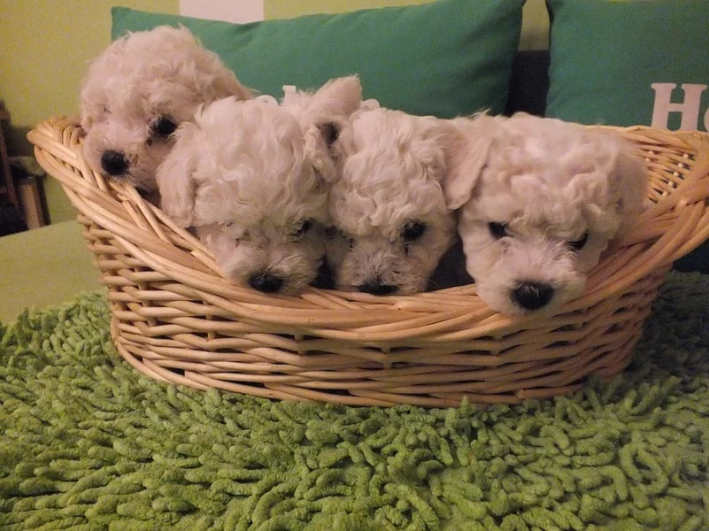 Prodám krásná štěňátka BIŠONKA FRISE.