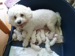 Prodám krásná štěňátka BIŠONKA FRISE.