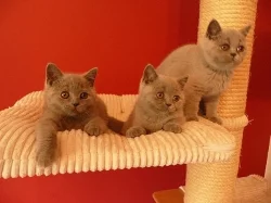 Prodám britská modrá koťata s PP