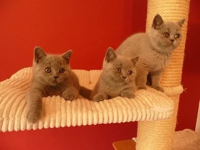 Prodám britská modrá koťata s PP