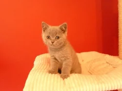 Prodám britská modrá koťata s PP