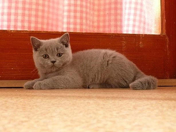 Prodám britská modrá koťata s PP