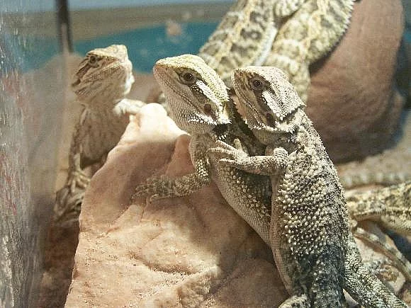 Prodám agamu vousatou