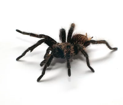 Mláďata Brachypelma albopilosa