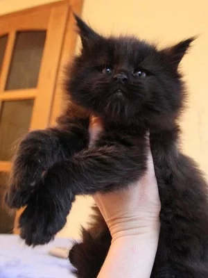 MAINSKÁ MÝVALÍ KOŤÁTKA BEZ PP