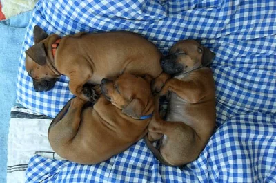 Zadáme štěňata rhodéského ridgebacka s PP