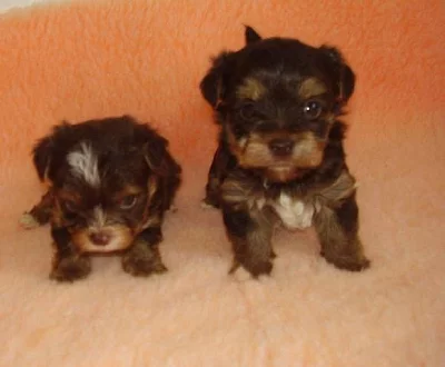 Jorkšírský teriér s PP v čokoládové barvě