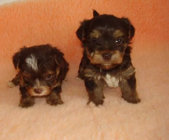 Jorkšírský teriér s PP v čokoládové barvě