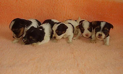 Biewer yorkshire terrier - štěňátka s PP