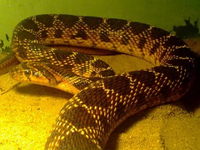 Štíhlovka podkovní (Hemorrhois hippocrepis) odchov