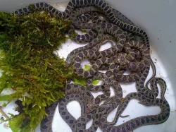 Štíhlovka podkovní (Hemorrhois hippocrepis) odchov