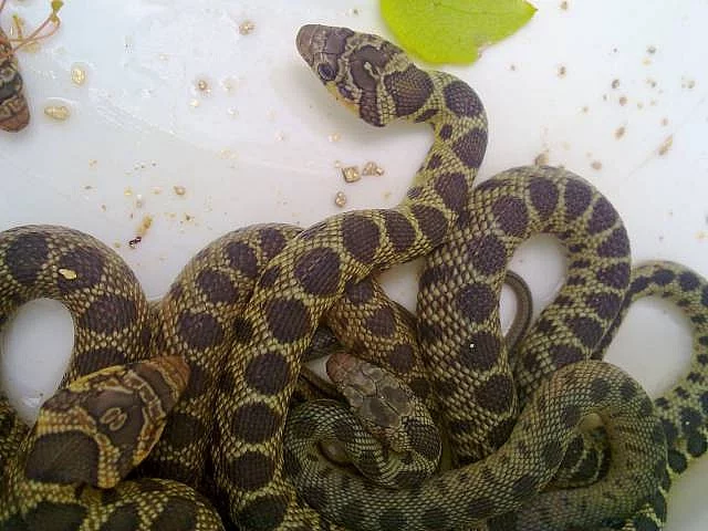 Štíhlovka podkovní (Hemorrhois hippocrepis) odchov