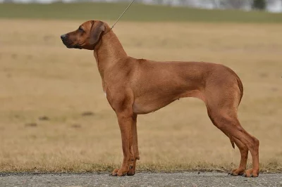 REZERVACE-ŠTĚŇATA RHODÉSKÝ RIDGEBACK S PP