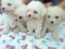 štěňátka Bišonka