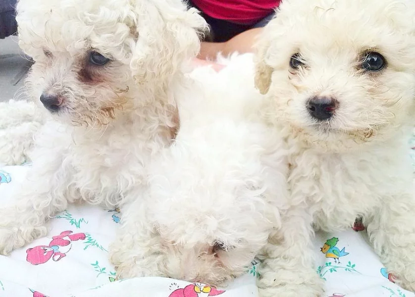 štěňátka Bišonka