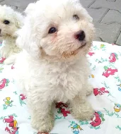 štěňátka Bišonka