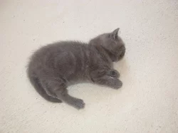 Britská modrá kočička