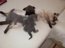 Britská modrá kočička