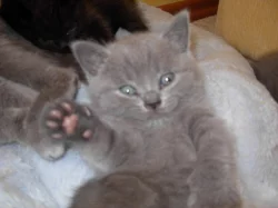 Britská modrá kočička