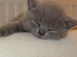 Britská modrá kočička