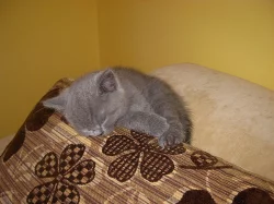 Britská modrá kočička