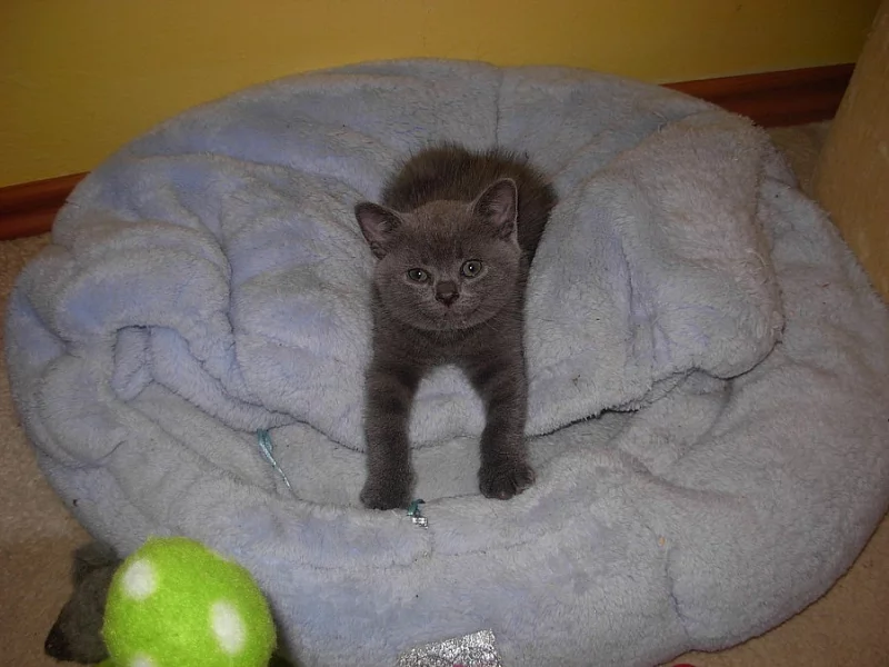 Britská modrá kočička