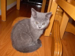 Britská modrá kočička