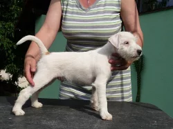 Parson Russell terrier - pejsek s PP - štěně