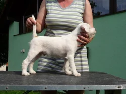 Parson Russell terrier - pejsek s PP - štěně