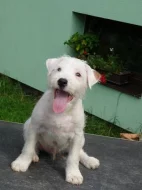 Parson Russell terrier - pejsek s PP - štěně