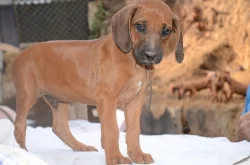 Rhodéský ridgeback - štěňata s PP