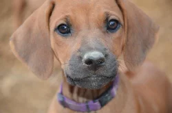 Rhodéský ridgeback - štěňata s PP
