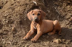 Rhodéský ridgeback - štěňata s PP