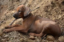 Rhodéský ridgeback - štěňata s PP