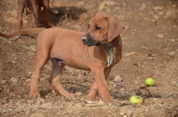 Rhodéský ridgeback - štěňata s PP