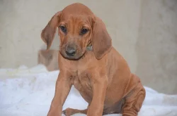 Rhodéský ridgeback - štěňata s PP